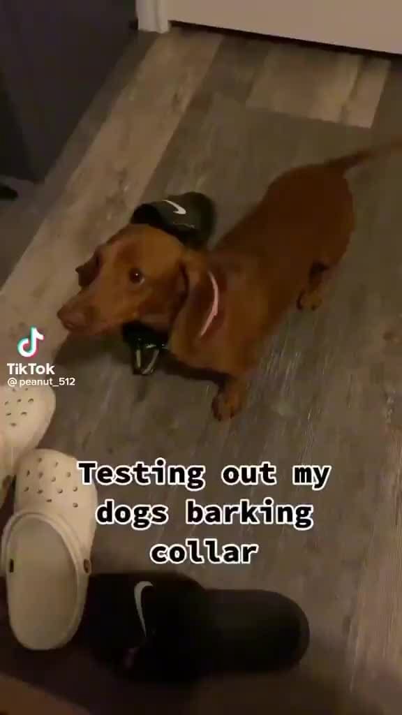 Tik Tok Testing one coes barking iFunny