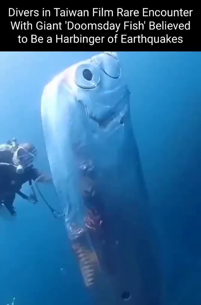 Divers in Taiwan Film Rare Encounter With Giant 'Doomsday Fish ...