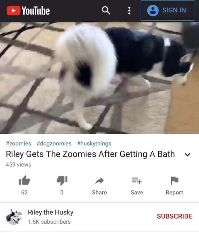 Hilarious dog doing zoomies YouTube zoomies dogzoomies huskythings