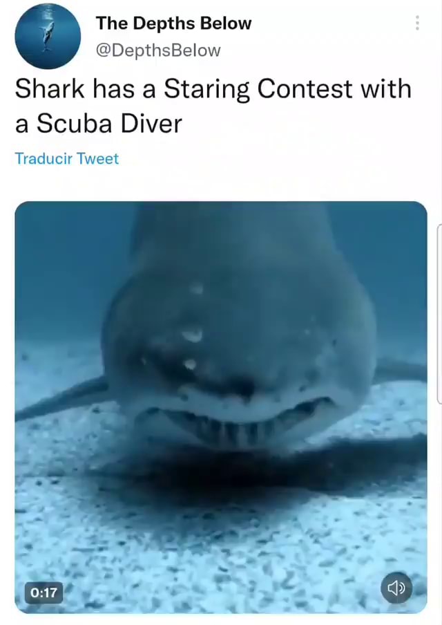 The Depths Below DepthsBelow Shark Has A Staring Contest With A Scuba 