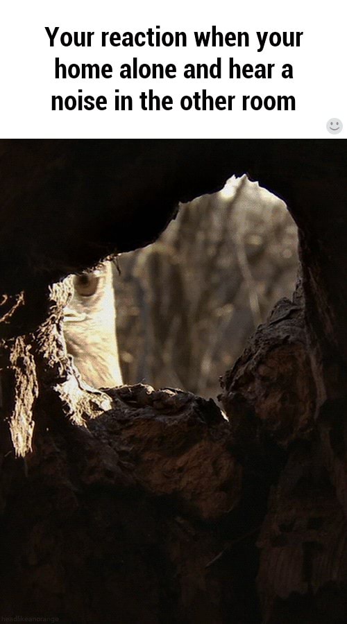 Your reaction when your home alone and hear a noise in the other room )