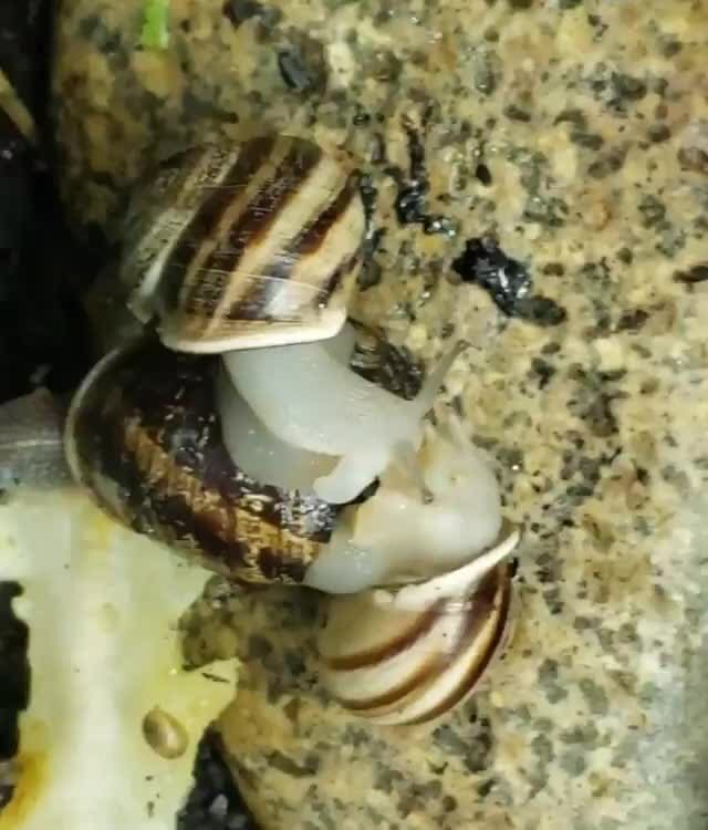 Most Snails are hermaphroditic. Some can self fertilise, but many need