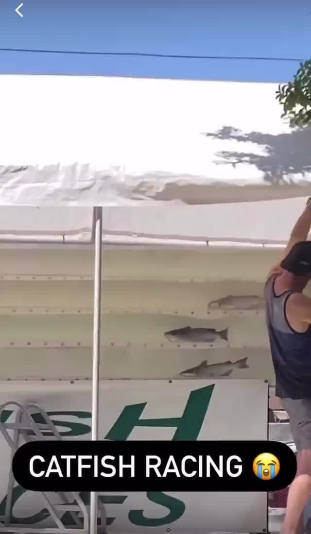 CATFISH RACING - iFunny