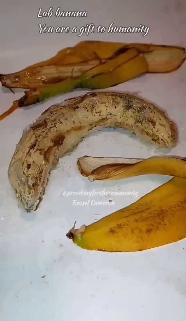 Lab banana You are a gift humanity iFunny