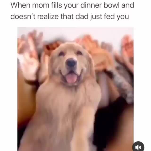 Mom: did you feed the dog? Me: umm yes The dog: - iFunny