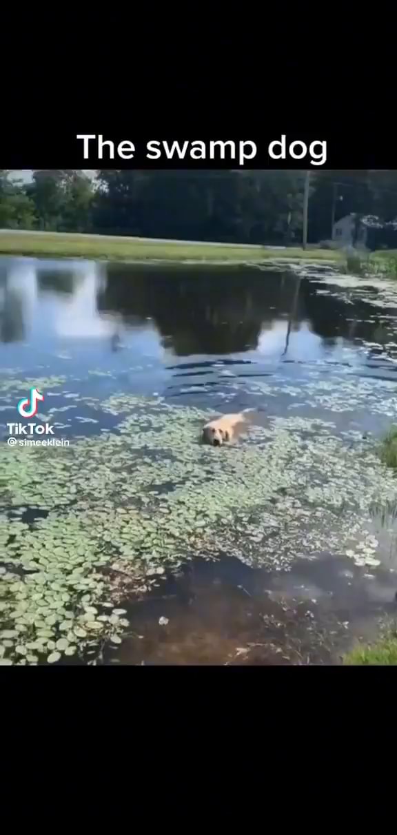 The swamp dog Tik Tok - iFunny