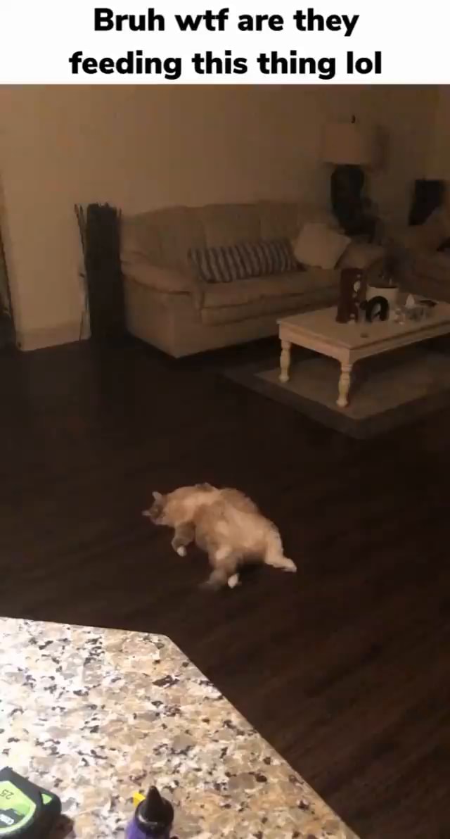 Bruh wtf are they feeding this thing lol )