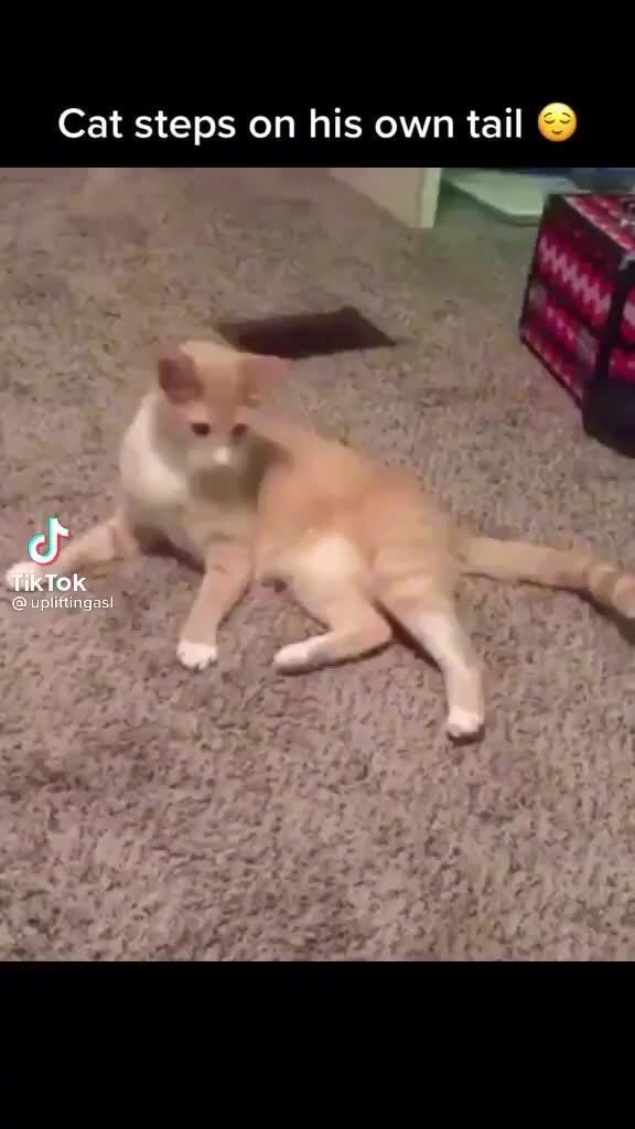 Cat steps on his own tail - iFunny