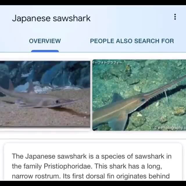 Japanese sawshark OVERVIEW PEOPLE ALSO SEARCH FOR The Japanese sawshark