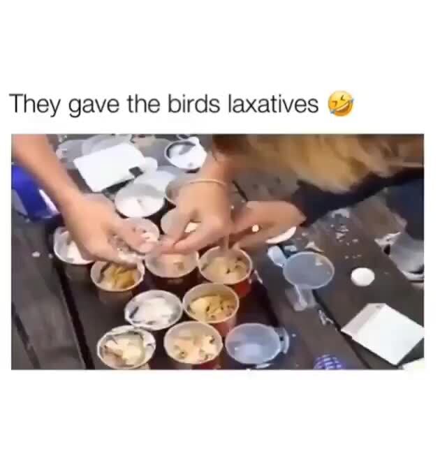 They gave the birds laxatives iFunny