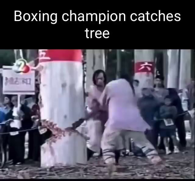 Tree Boxing Car In Boxing champion catches tree - iFunny