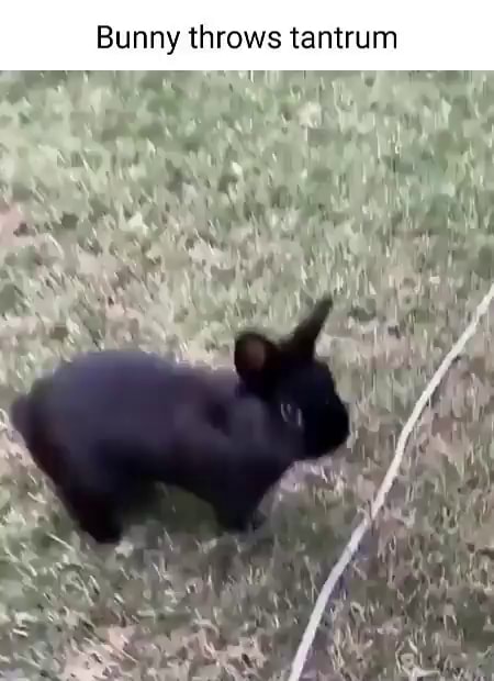 Bunny Throws Tantrum Ifunny