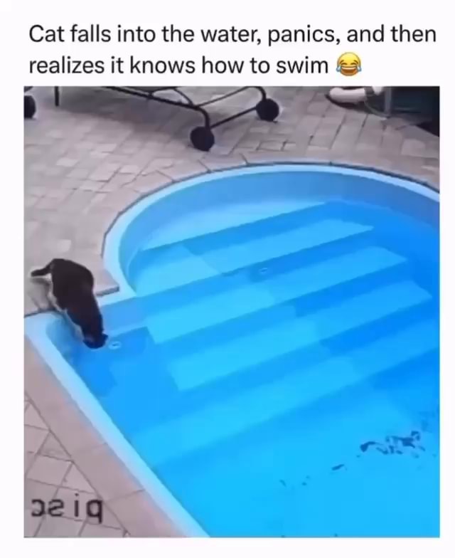 Cat falls into the water, panics, and then realizes it knows how to ...