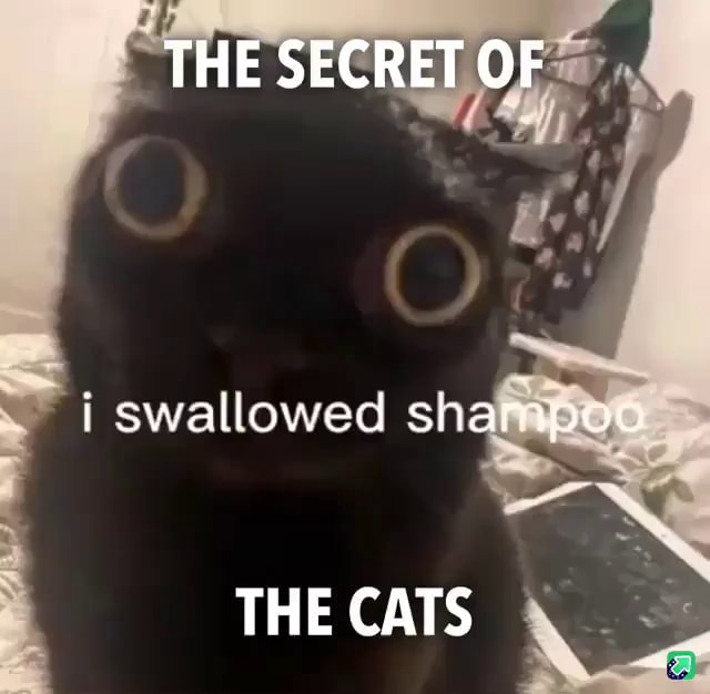 meme cats THE SECRET OF swallowed shampoo THE CATS iFunny