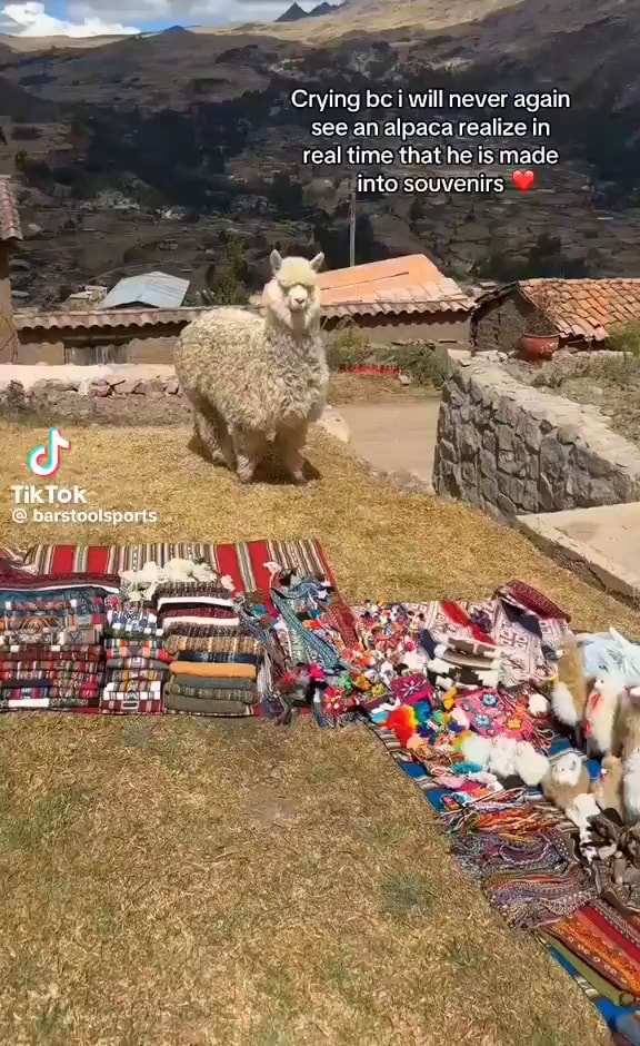 Ik Fok Ja staginger Crying be will never again see an alpaca realize in ...