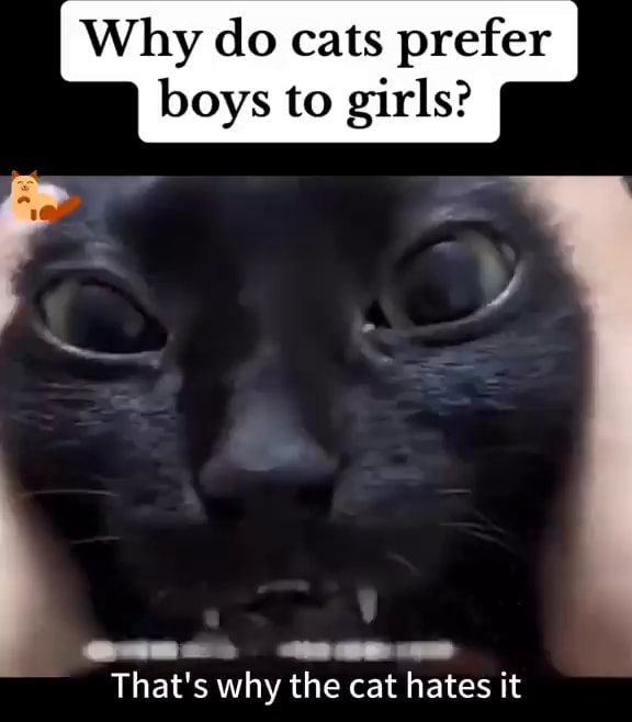 Why do cats prefer boys to girls? That's why the cat hates it iFunny