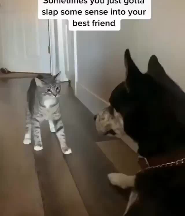 Slap some sense into your I best friend - iFunny