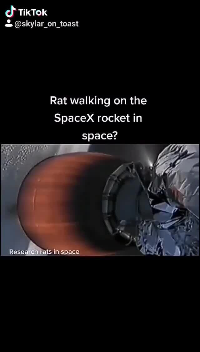 TikTok & skylar_on_toast Rat walking on the SpaceX rocket in space