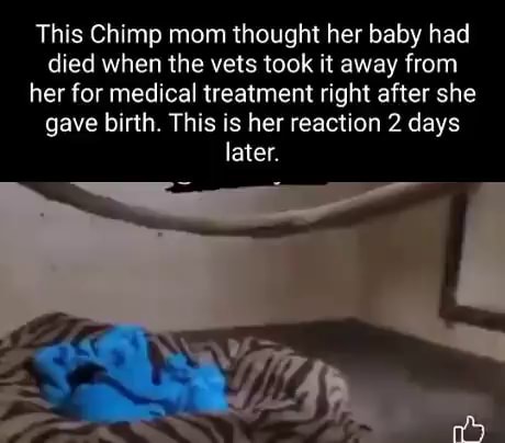 This Chimp mom thought her baby had died when the vets took it away