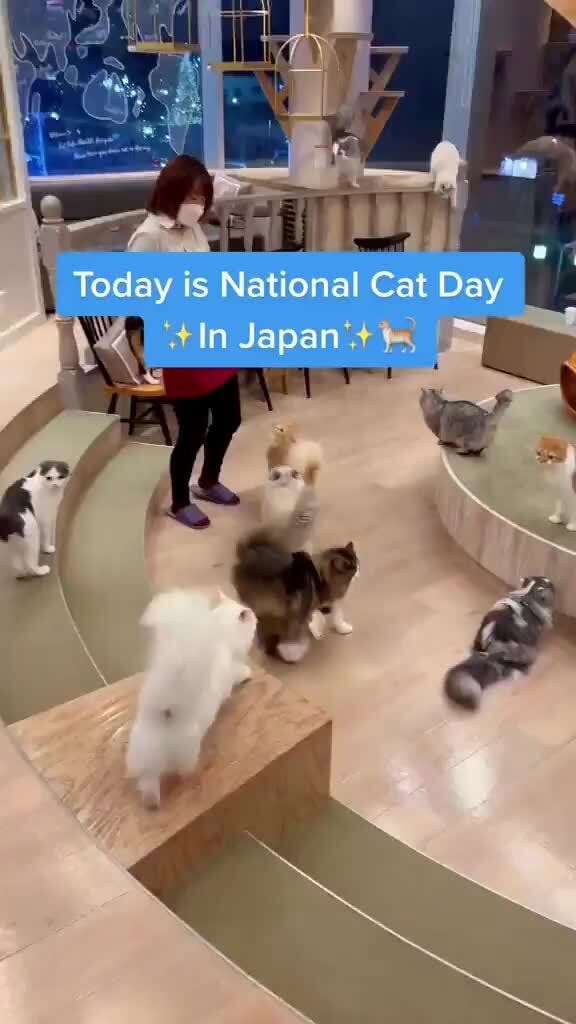 Today is National Cat Day In Japan iFunny