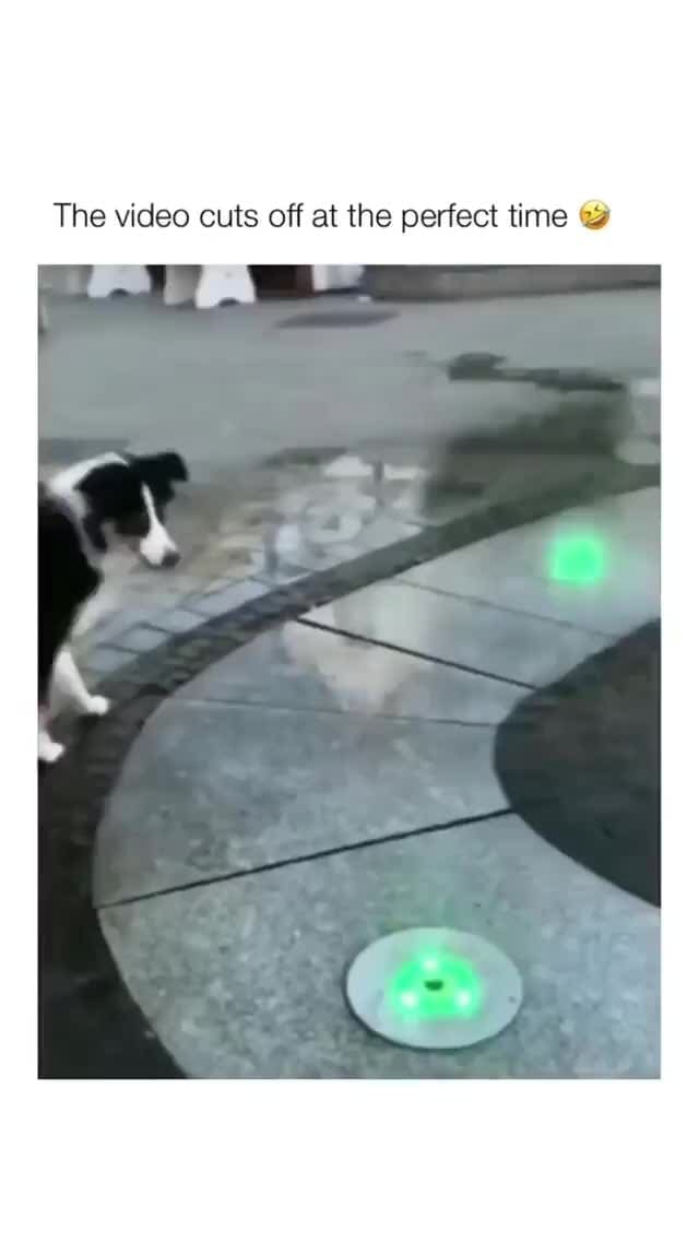 The video cuts off at the perfect time iFunny