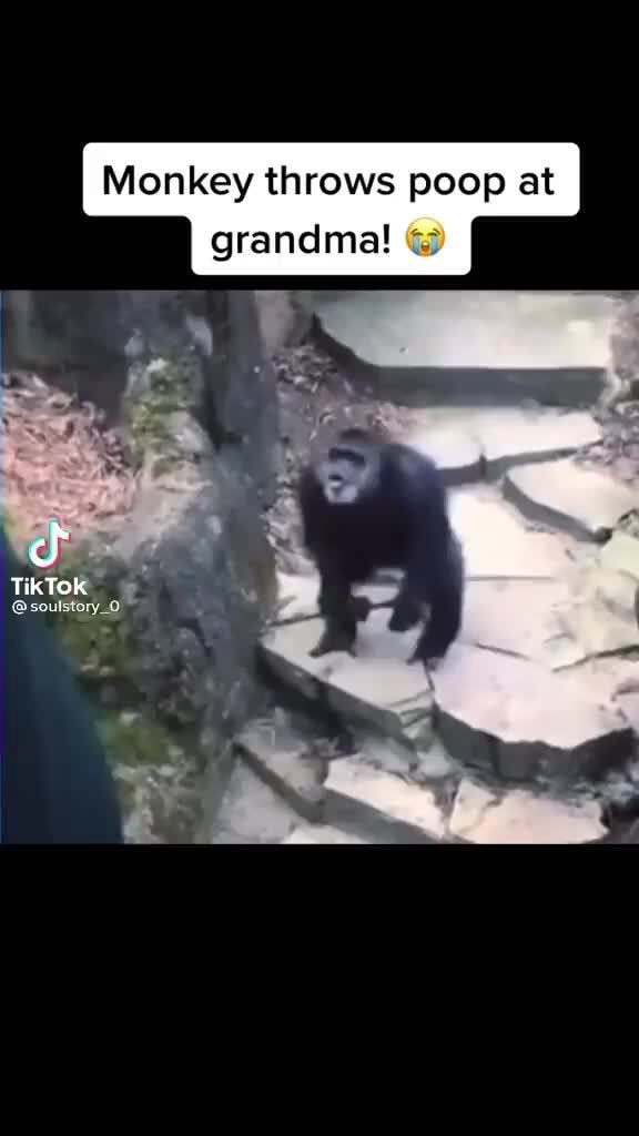 Monkey throws poop Monkey throws poop at grandma! cf TikTok