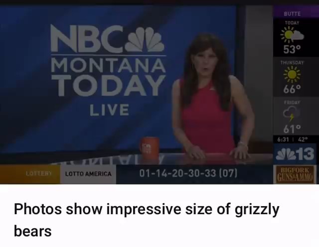 Photos show impressive size of grizzly bears