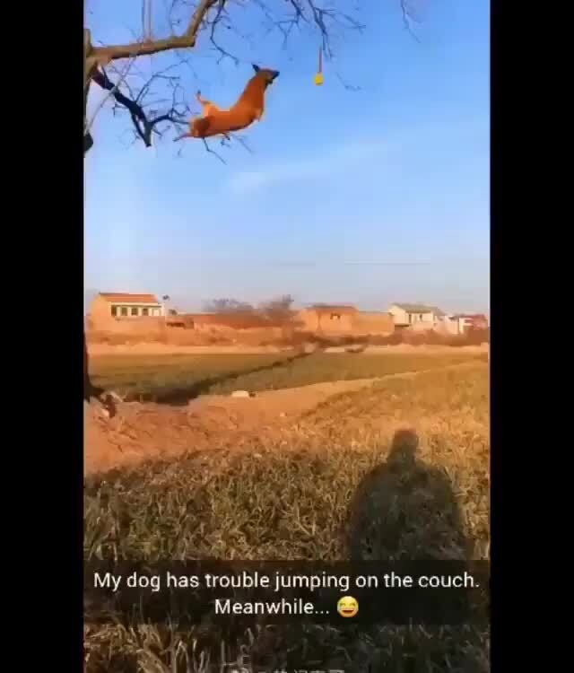 My dog has trouble jumping on the couch. A iFunny