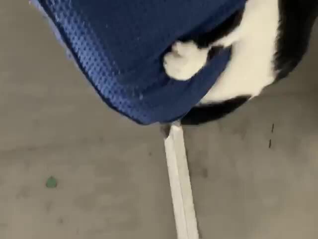 What Is This Cat Doing IFunny what-is-this-cat-doing-ifunny