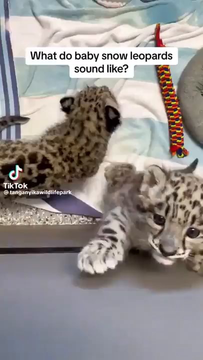 What Do Baby Snow Leopards Sound Like Tiktok Tanganyikawildlitepa Ifunny