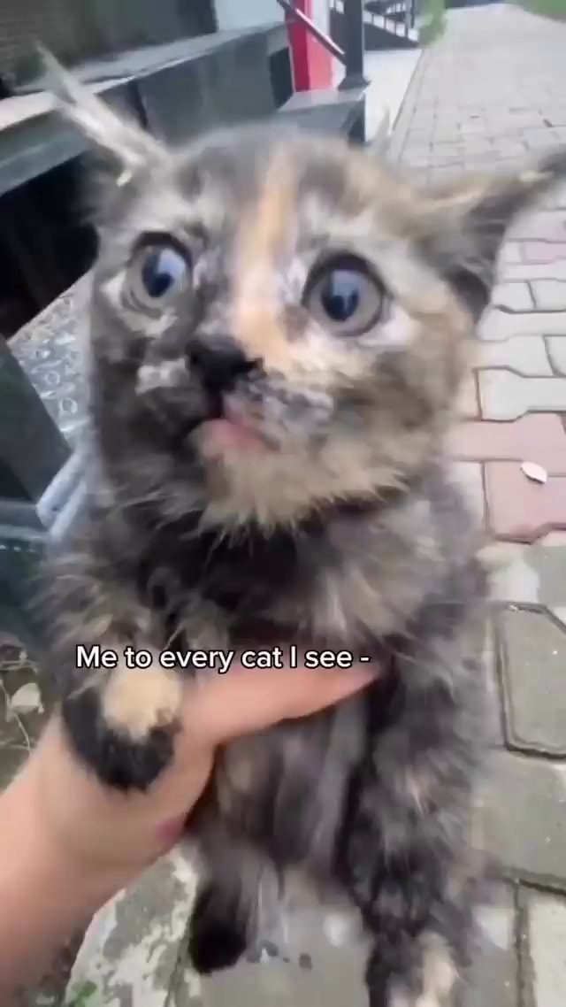 Me to every cat I see - - iFunny