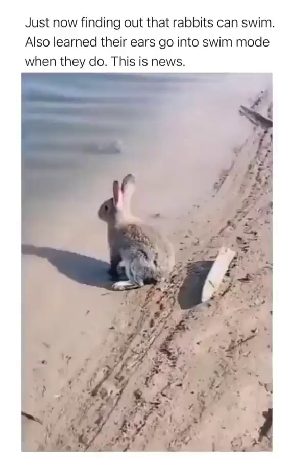 Just now finding out that rabbits can swim. Also learned their ears go