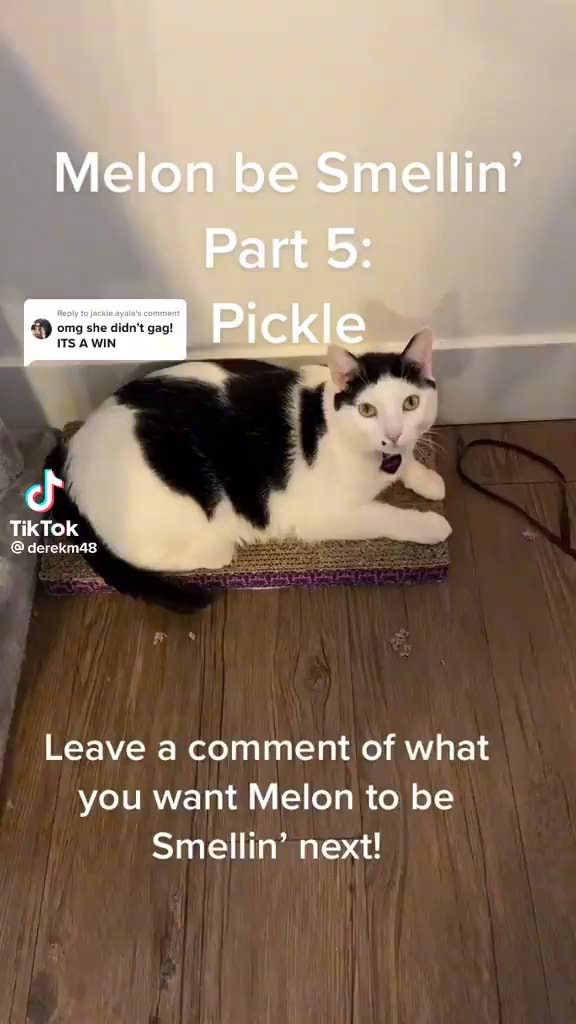 Melon be Smellin' Part 5 AWIN Pickle TikTok Leave a comment of what