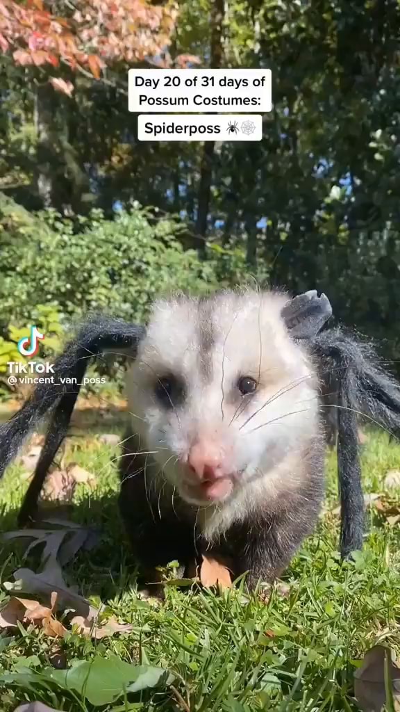 I Day 20 of 31 days of Possum Costumes cf iFunny