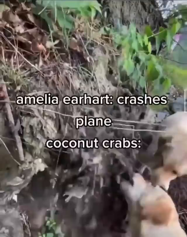 Amelia earhart crashes plane coconut crabs iFunny