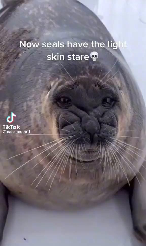 Now seals have the light skin stare TikTok nare _meuet iFunny