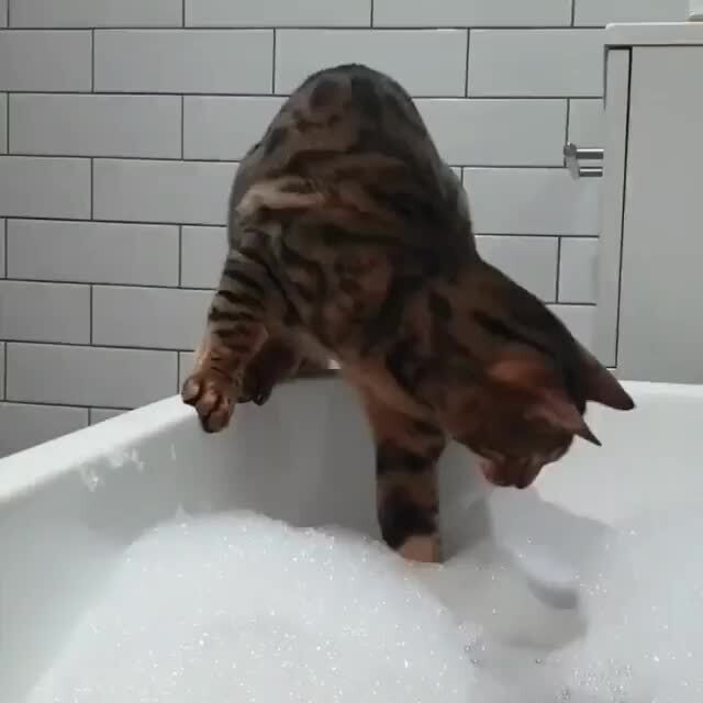 Question Why do cats hate baths? iFunny