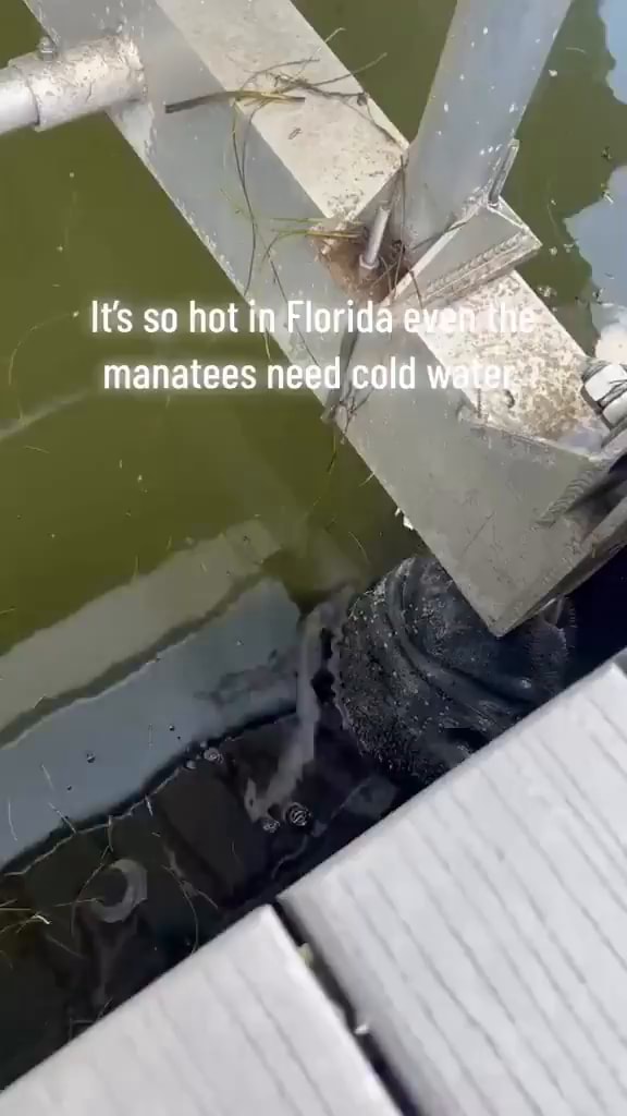 Lt's so hot in Florida even the manatees need cold Water' Ne America