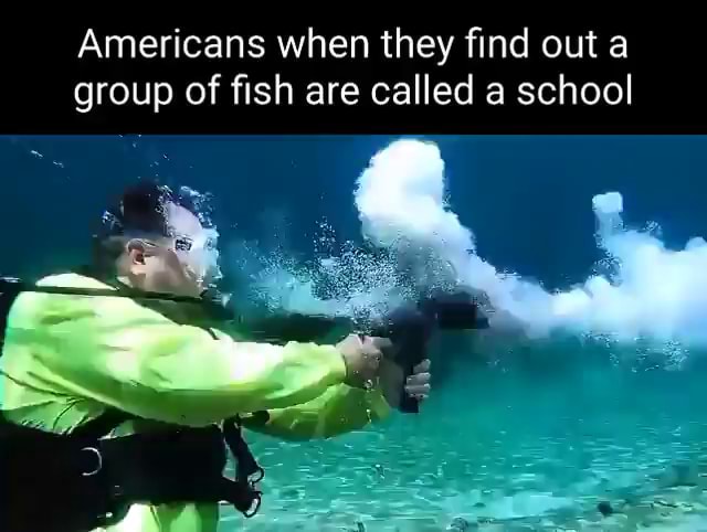 americans-when-they-find-out-a-group-of-fish-are-called-a-school-ifunny