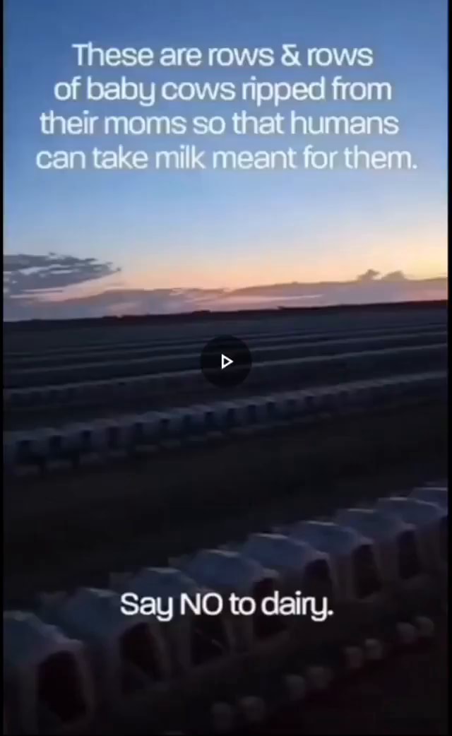 These are rows & rows of balby cows ripped from their moms so that ...