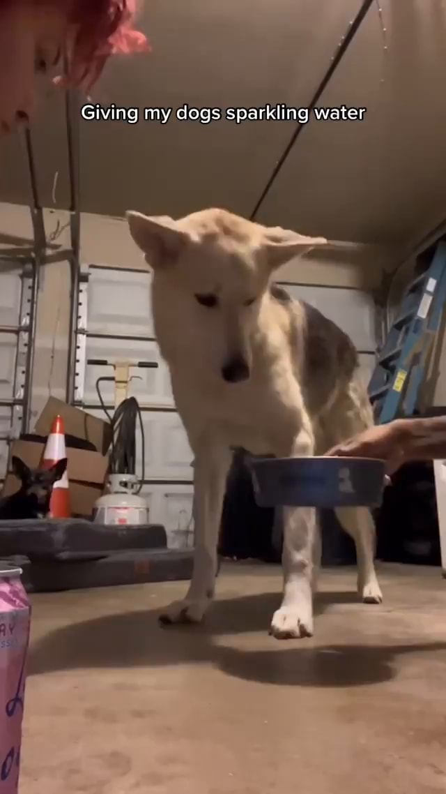 Giving my dogs sparkling water iFunny
