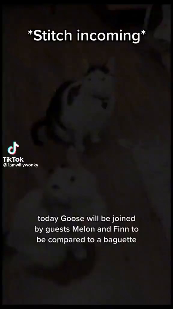 *Stitch TikTok iamwillywonky today Goose will be joined by