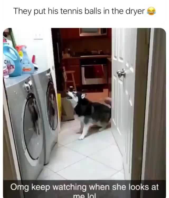 They put his tennis balls in the dryer Omg keep watching when she looks