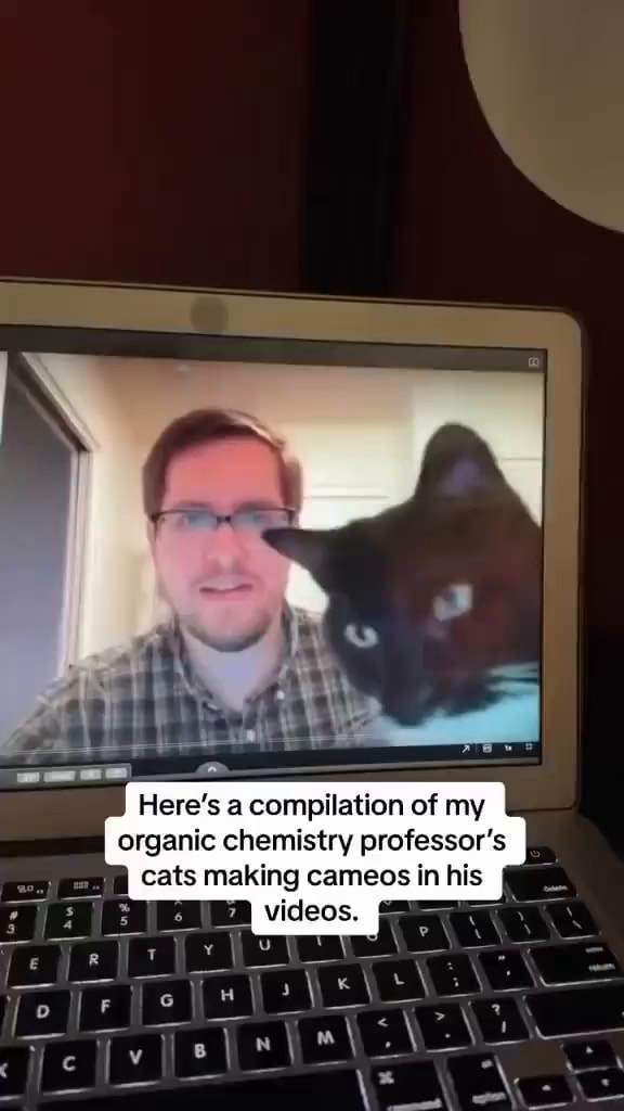 Here's a compilation of my organic chemistry professor's cats making