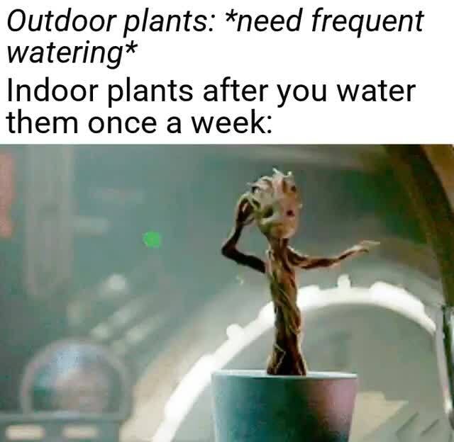 Outdoor plants *need frequent watering* Indoor plants after you water