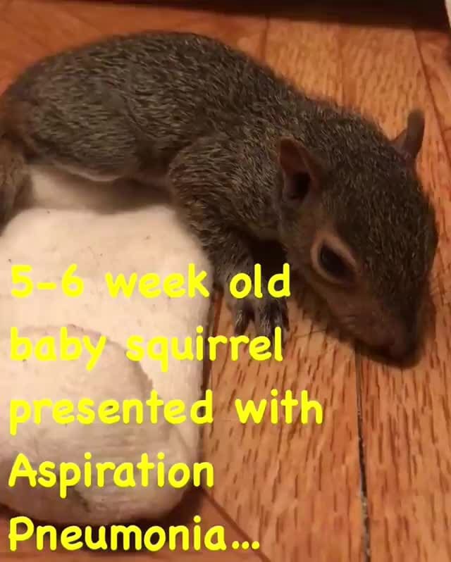 Baby squirrel nearly dies… Pneumonia... iFunny