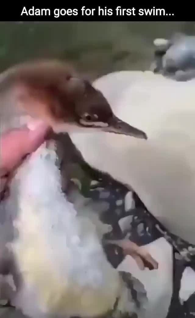 Adam goes for his first swim... - iFunny
