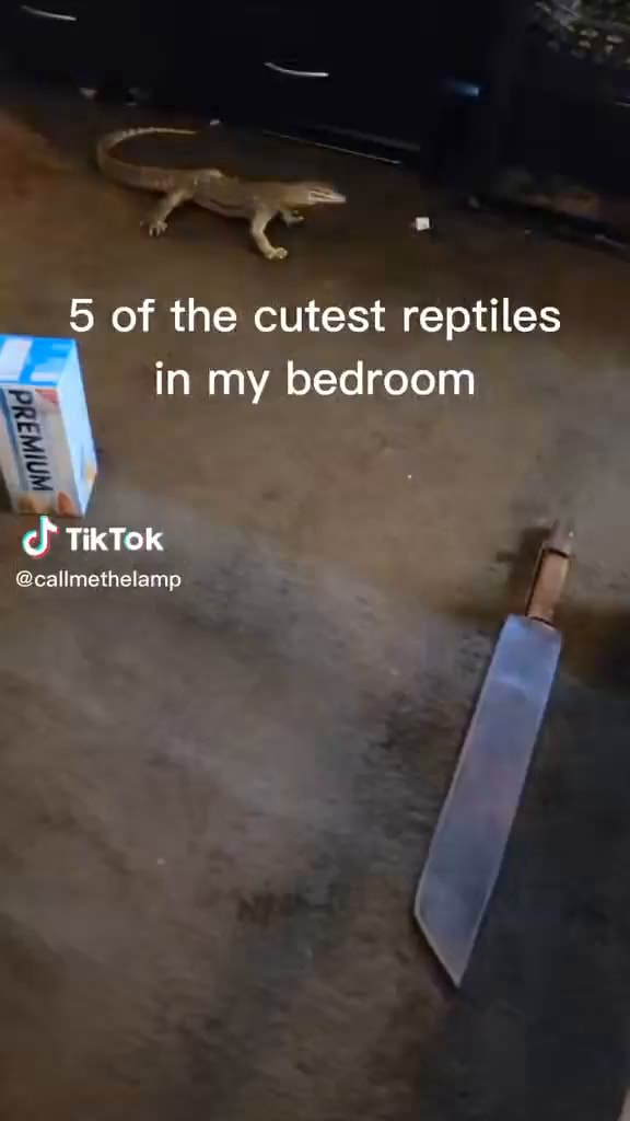 Of 5 of the cutest reptiles in my bedroom TikTok eallmethelamp iFunny