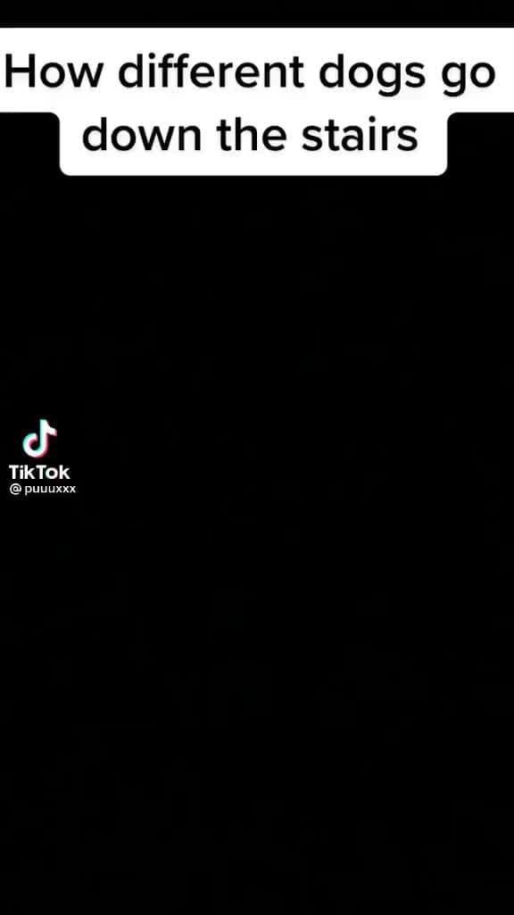 How different dogs go down the stairs TikTok iFunny