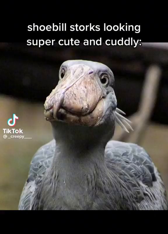 Shoebill storks looking super cute and cuddly: TikTok - iFunny